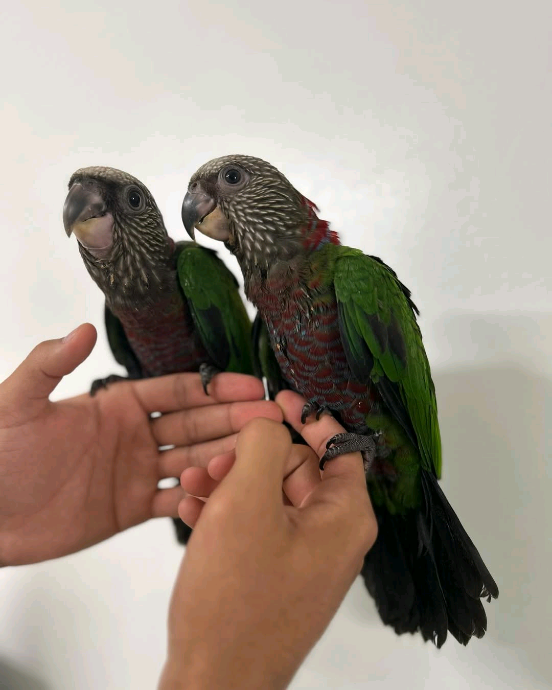 7 months old Hawk-headed Parrot - Image 3