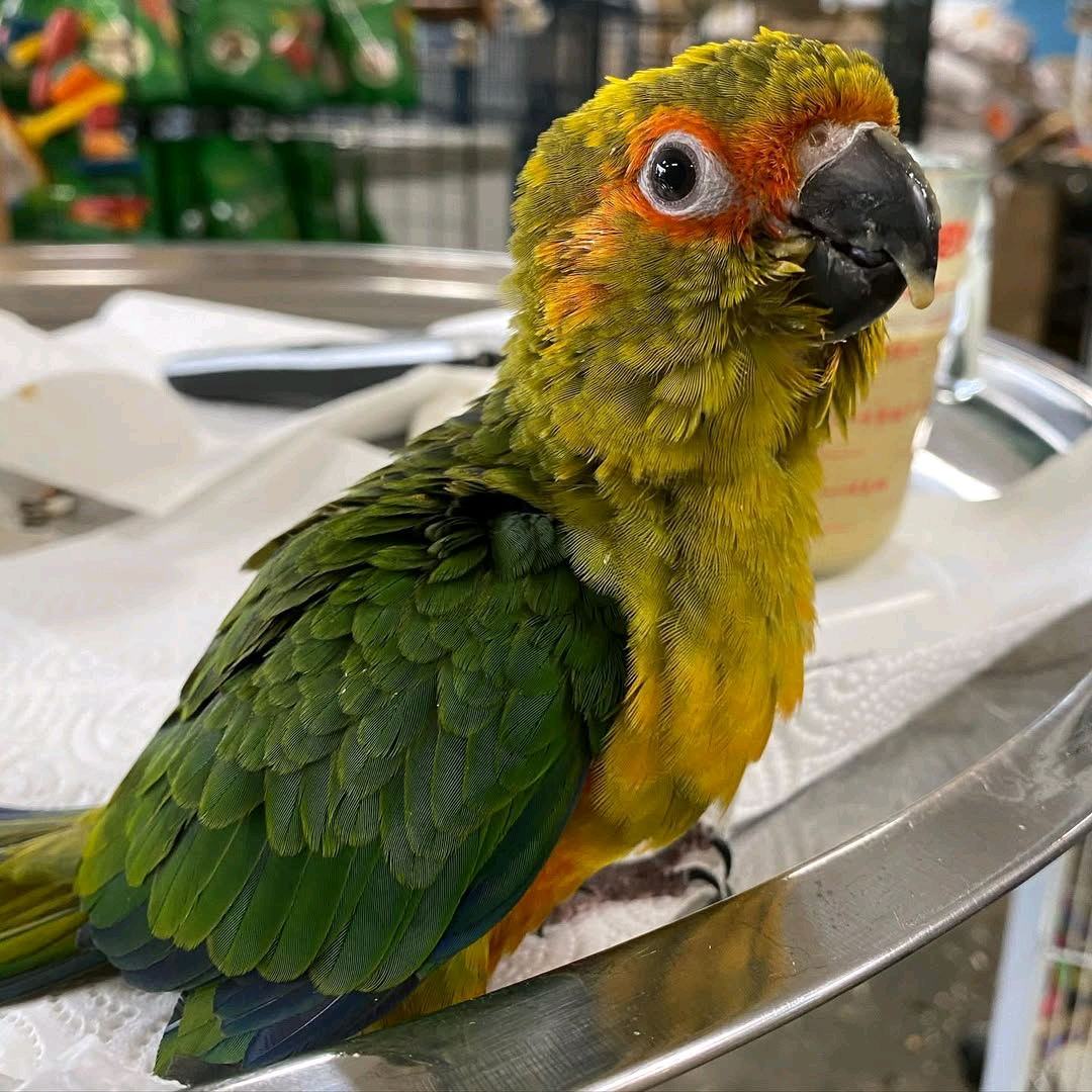 1 year old Sun Conure
