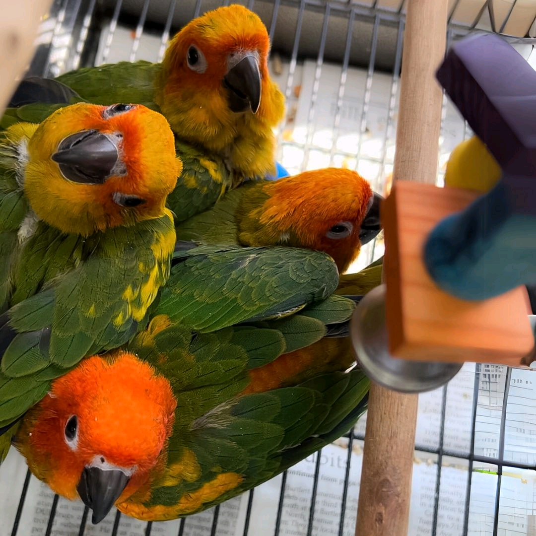 6, months old Sun Conures - Image 2