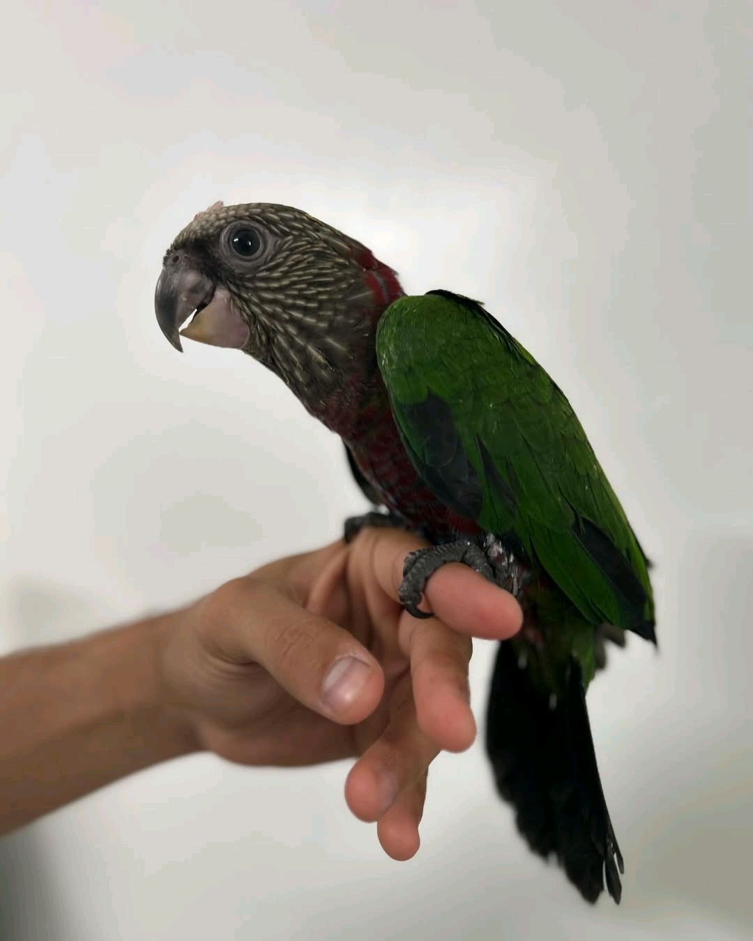 7 months old Hawk-headed Parrot - Image 2
