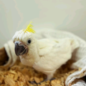 3 months old Sulfur-Crested Cockatoos
