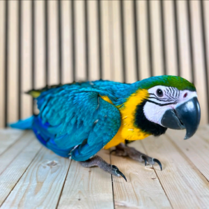 4 months old Blue and Gold Macaw