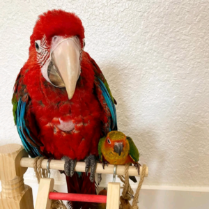 4 months old green wing macaw