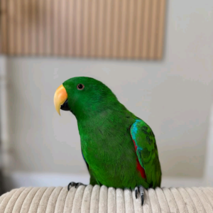 7 months old Male eclectus parrot