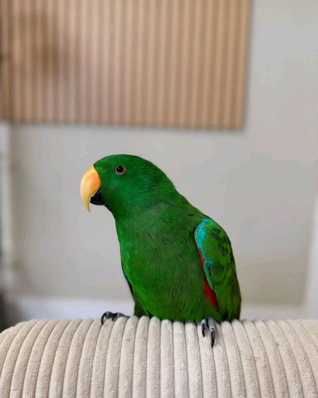7 months old Male eclectus parrot