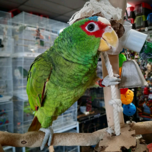 9 months old white fronted amazon
