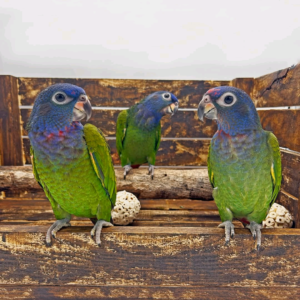 8 months old Blue-Headed Pionus parrots