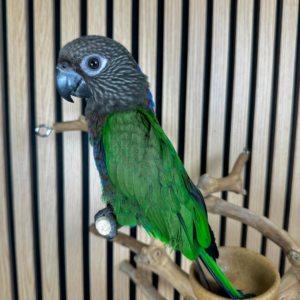 6 months old Hawk heads parrot