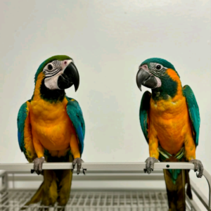 6 months old Blue and Gold Macaw and Blue Throated Macaw