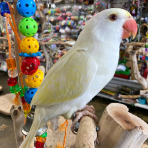 7 months old female Cremino Indian Ringneck Parrot