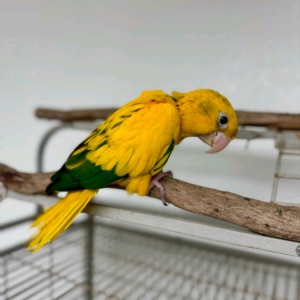 8 months old Golden Conure
