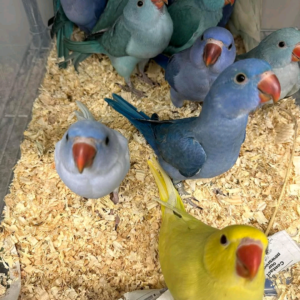 5 months old india Ringneck babies