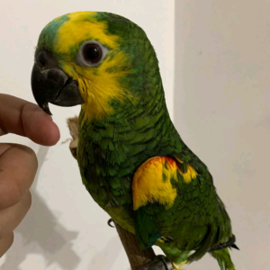 4 Months old blue fronted amazon