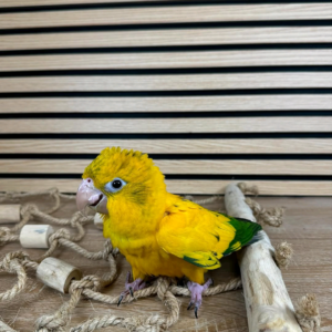 7 months old male Golden Conure