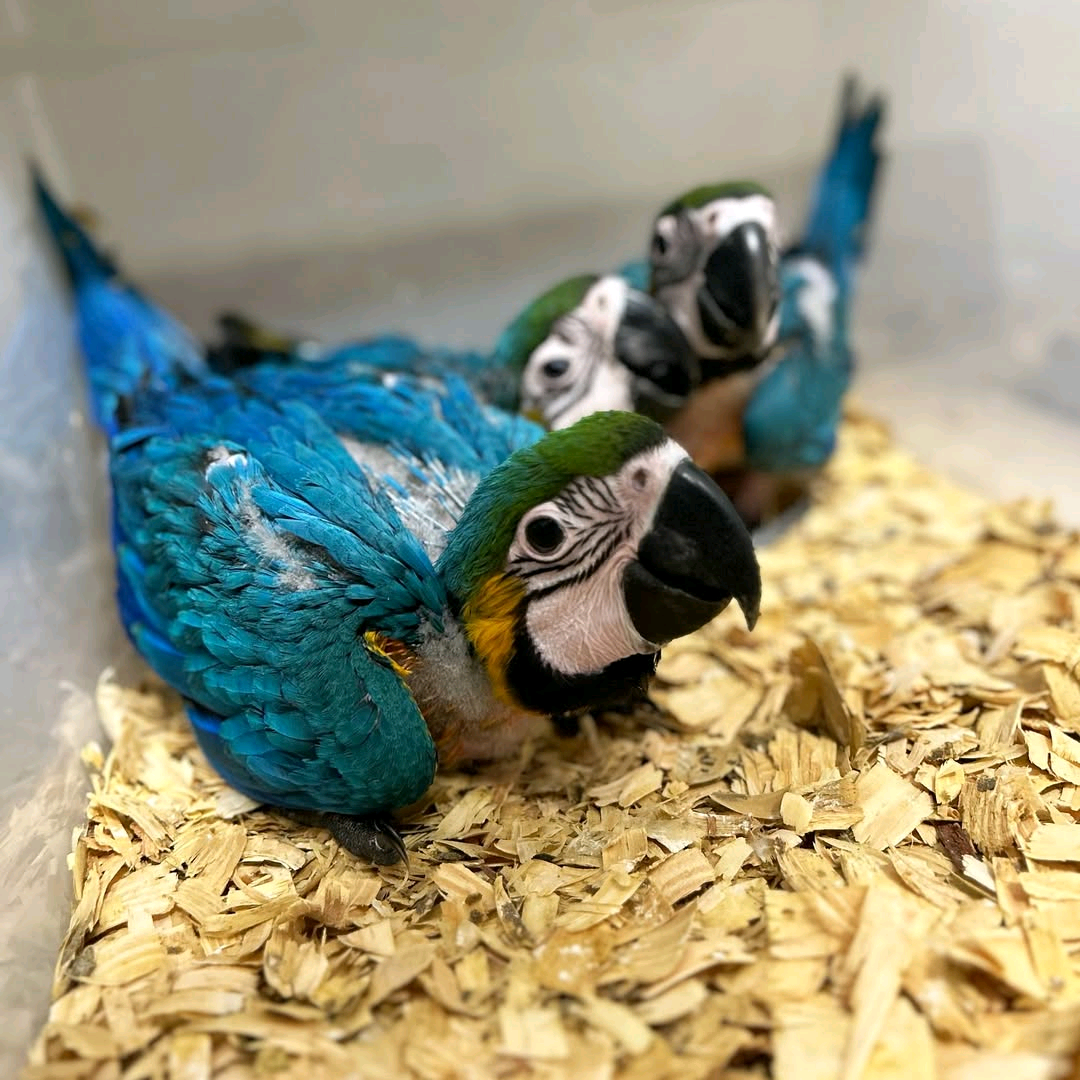 Blue and gold Macaw - Image 2