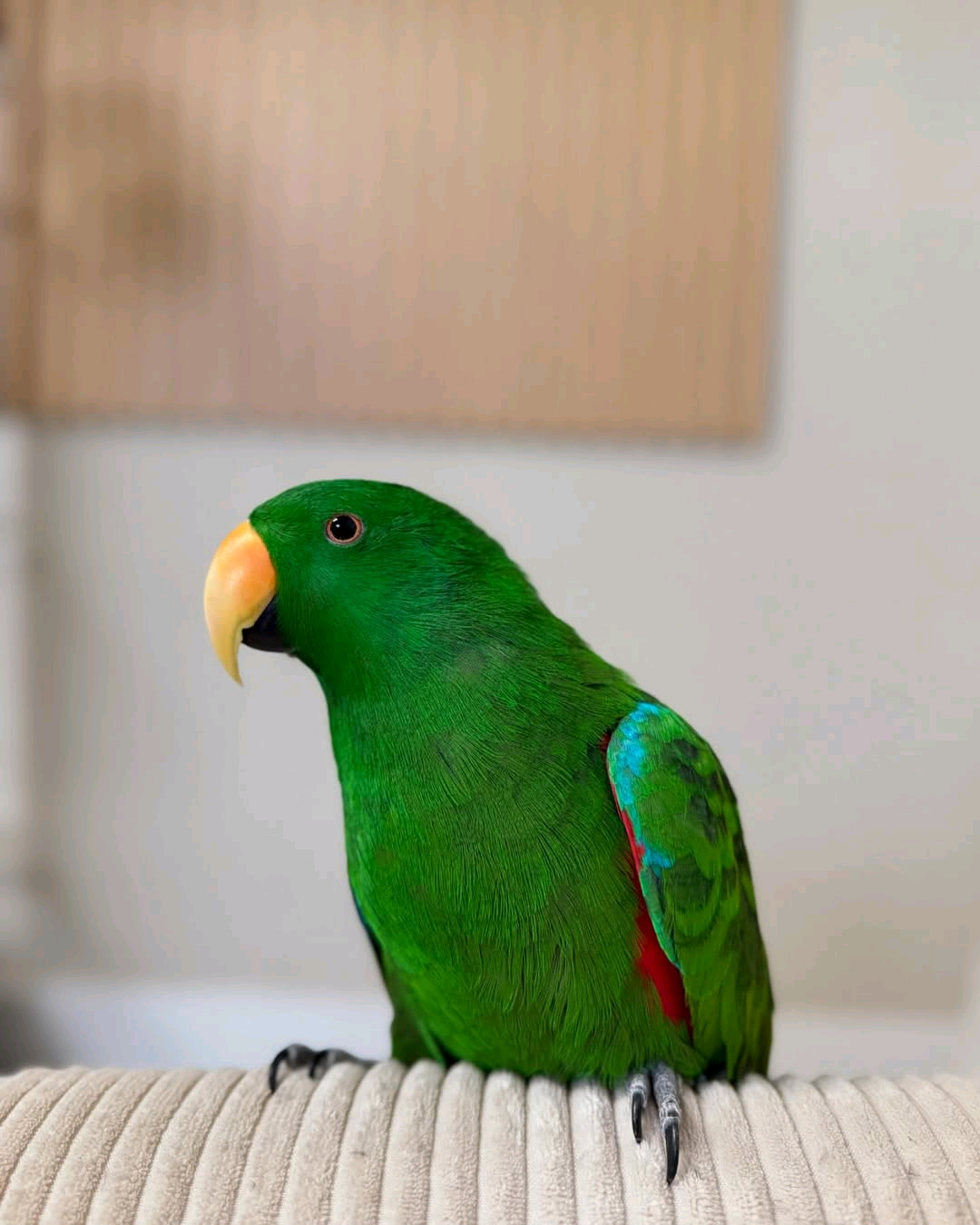 eclectus parrot - Image 3