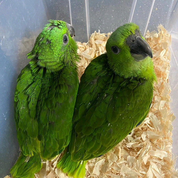 (A) 5 months old yellow mapped Amazon parrot