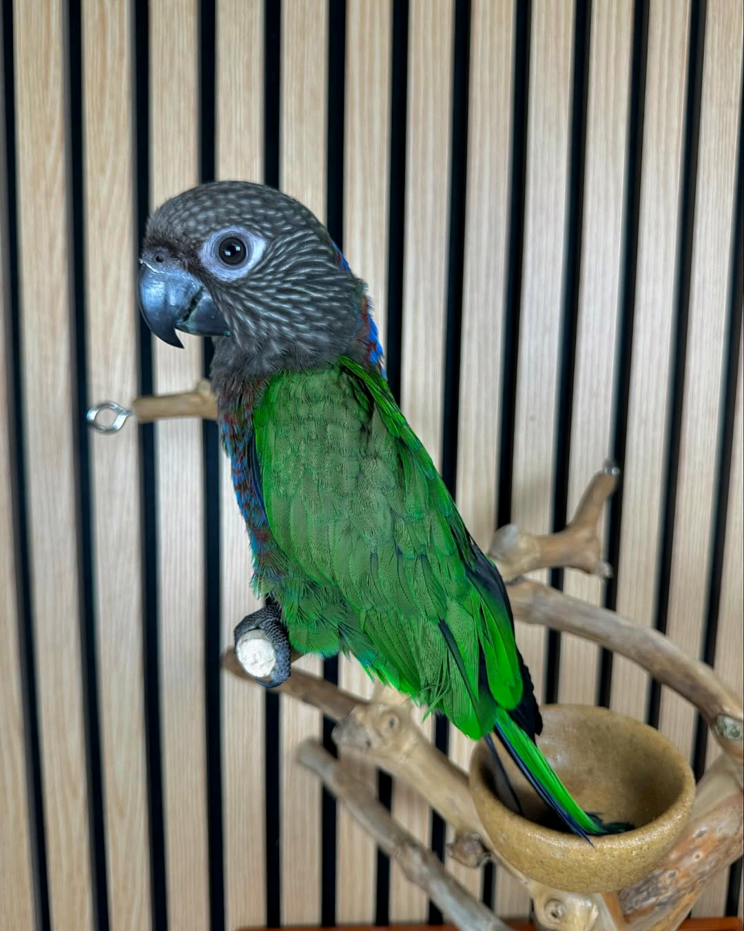 Hawk Headed Parrot - Image 2