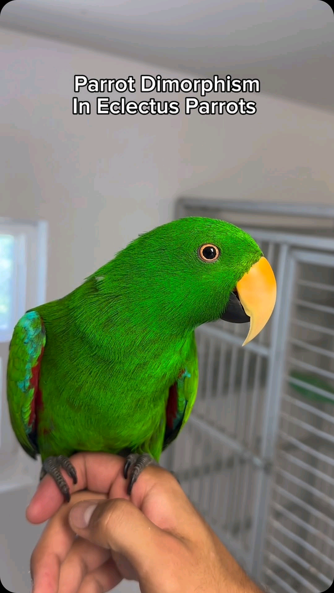 eclectus parrot - Image 4