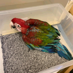 (B) 2 months old Green Wing Macaw parrot