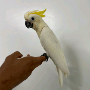 Sulphur Crested Cockatoo