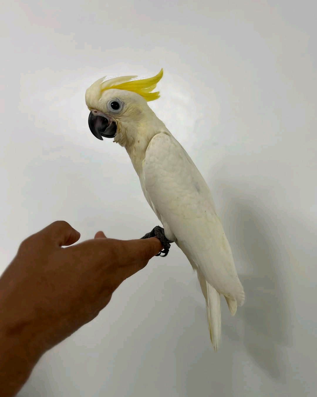 Sulphur Crested Cockatoo