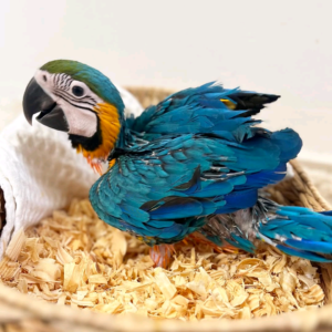 Blue and gold Macaw