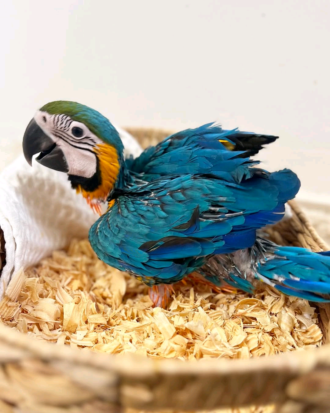 Blue and gold Macaw