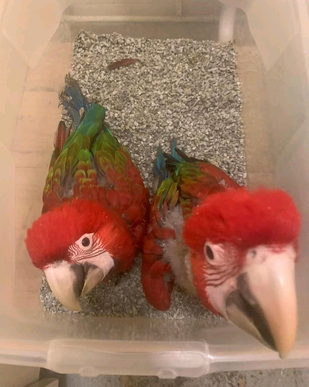 (B) 2 months old Green Wing Macaw parrot - Image 2