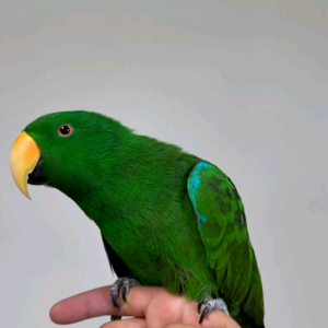 eclectus parrot