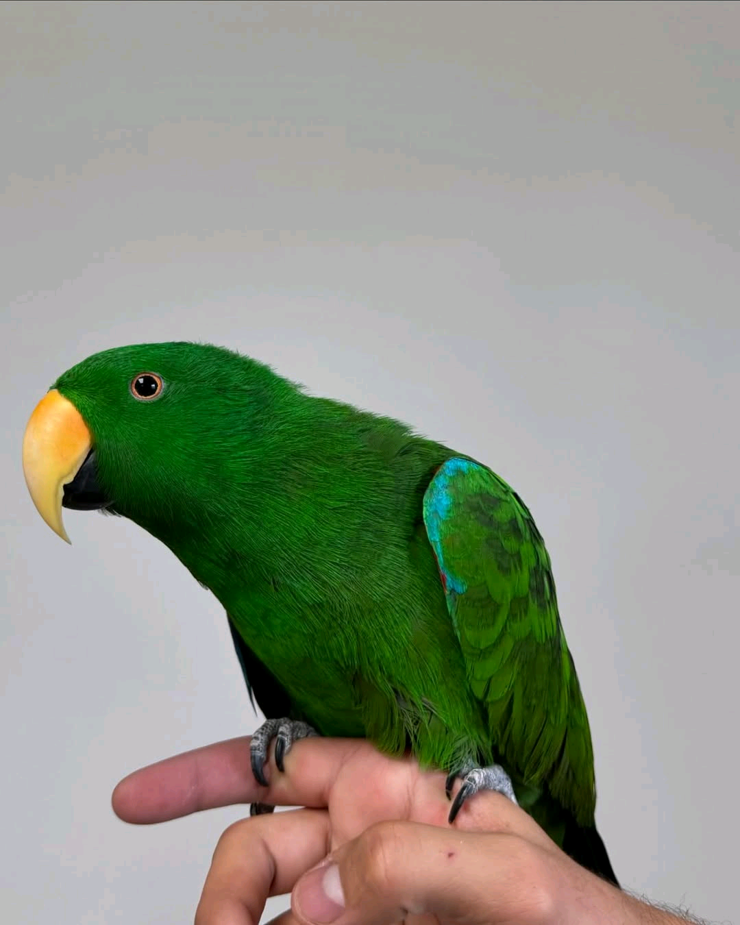 eclectus parrot