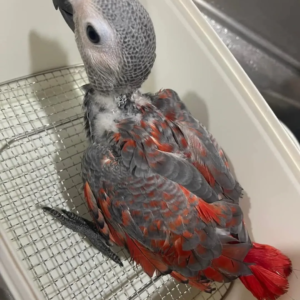 (A) Red factor African grey parrots