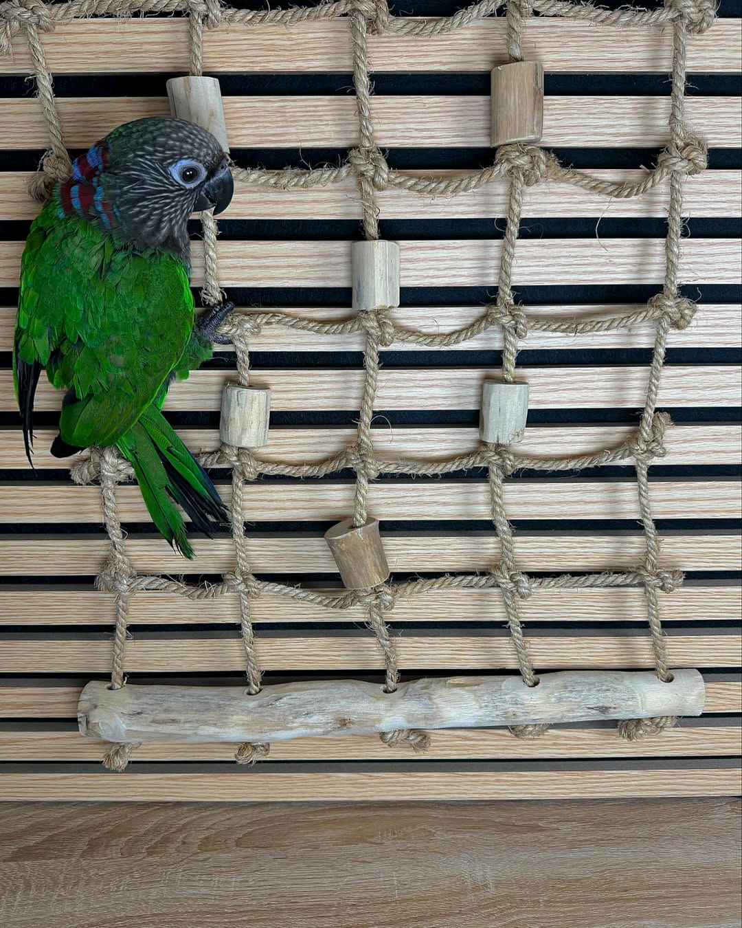 Hawk Headed Parrot - Image 4