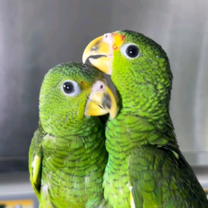 (C) Hispaniolan Amazon Parrot