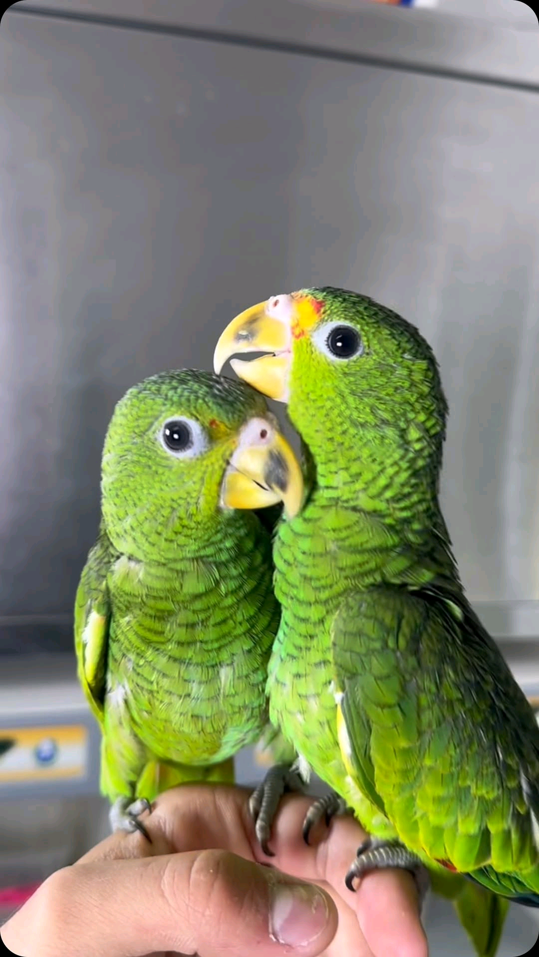 (C) Hispaniolan Amazon Parrot - Image 2