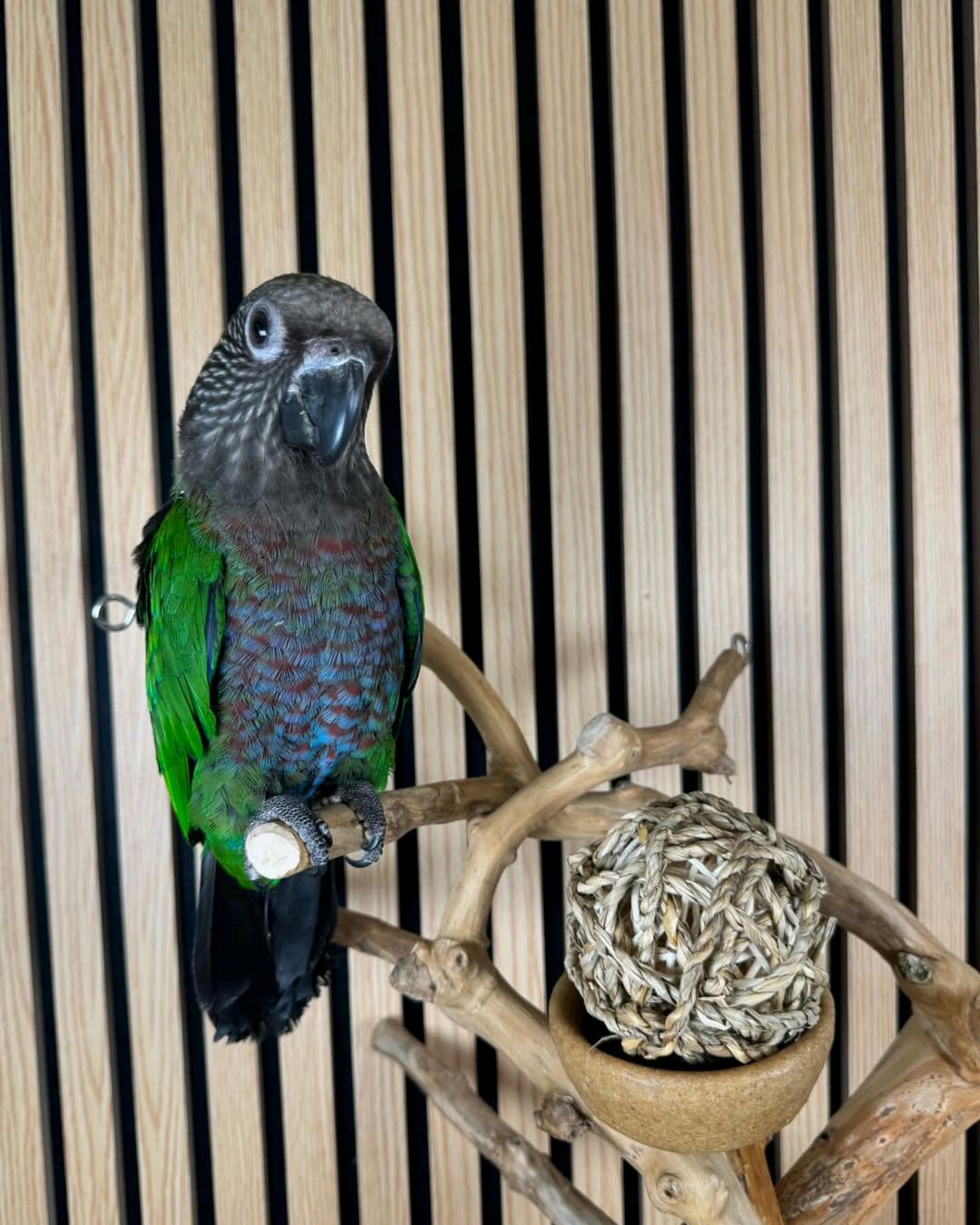 Hawk Headed Parrot - Image 3