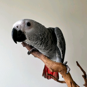 Congo African grey