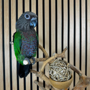 Hawk Headed Parrot