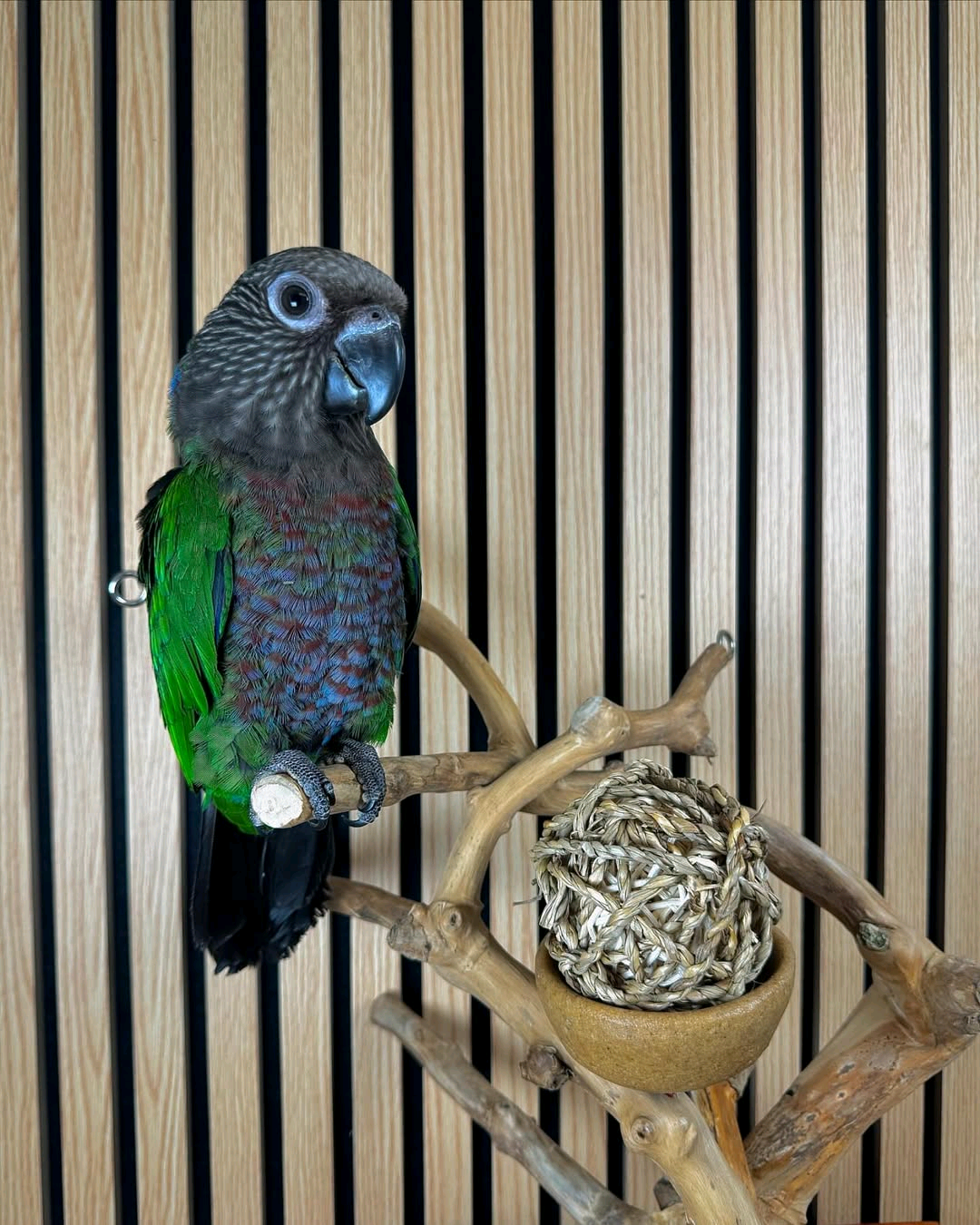 Hawk Headed Parrot
