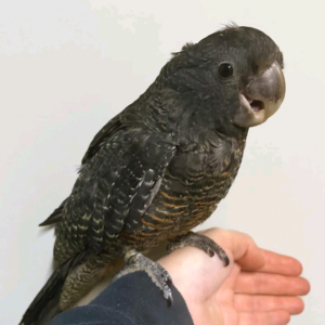 Ganggang Cockatoo