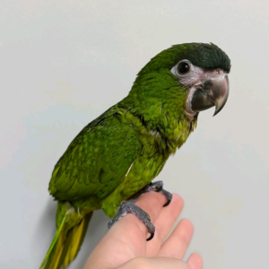 Hahns Macaw