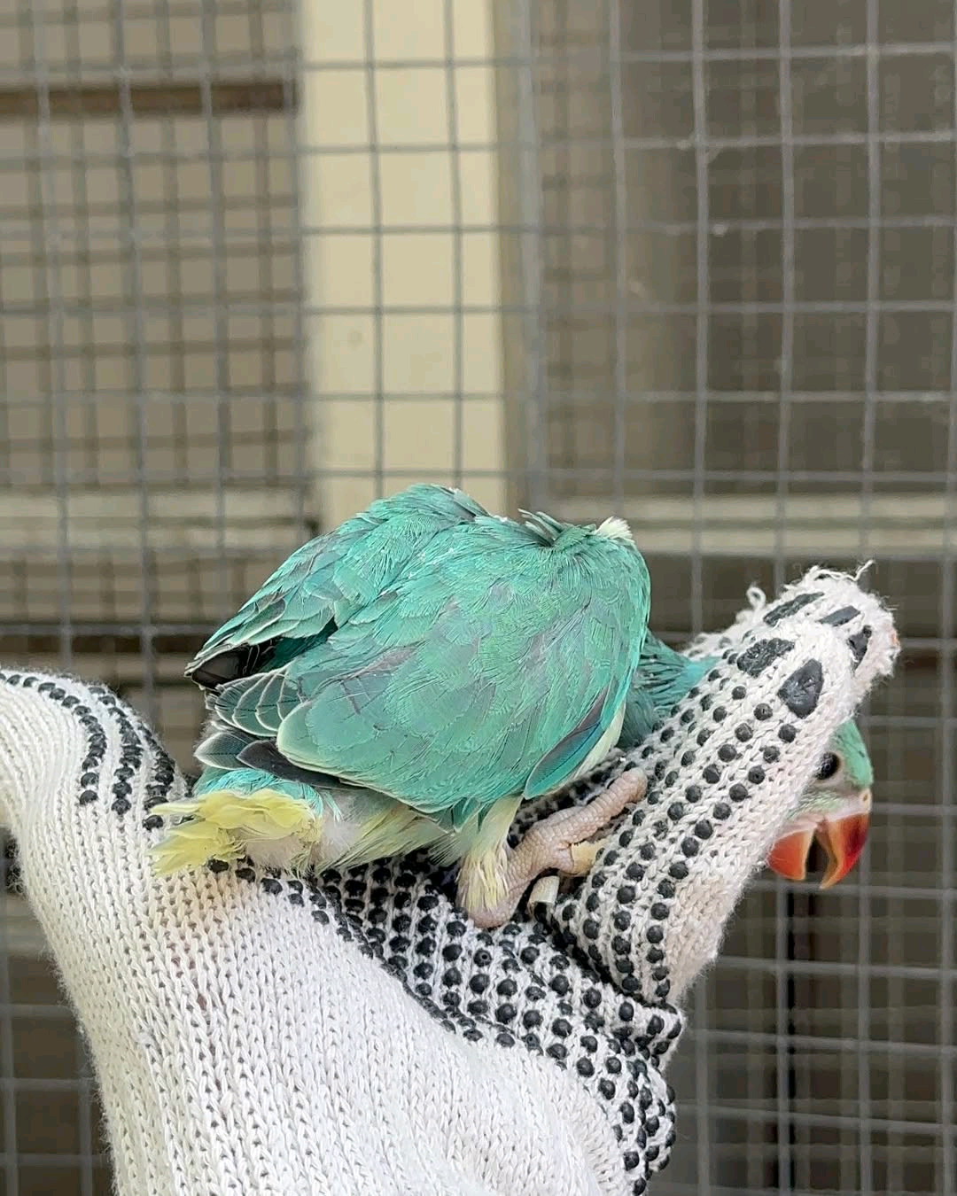 (A) India Ringneck parrot - Image 2