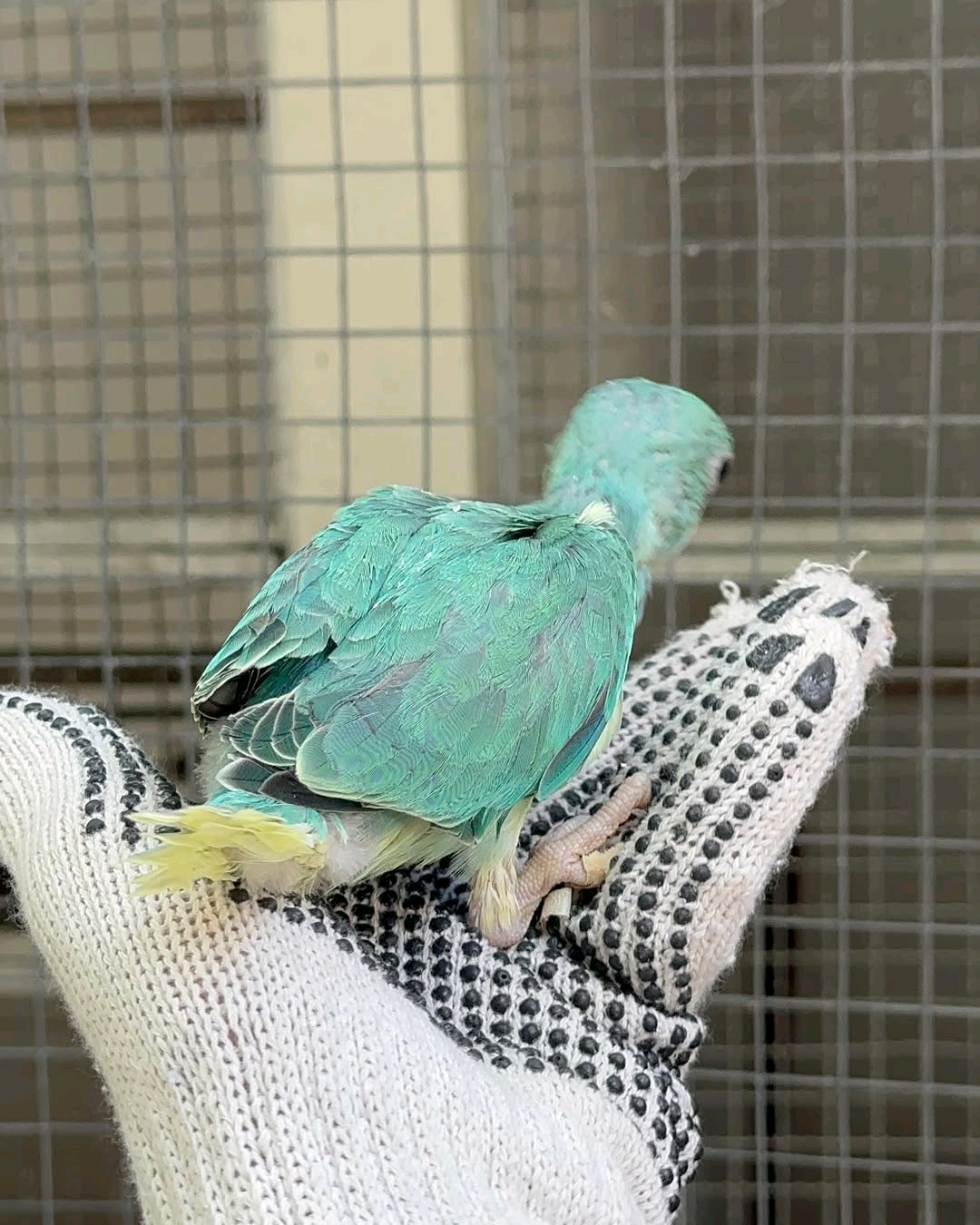 (A) India Ringneck parrot - Image 3