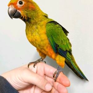 (c) Sun Conures parrot