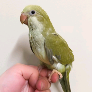 Opaline Quakers