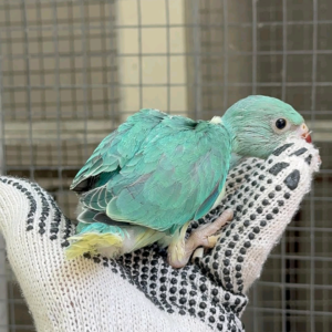 (A) India Ringneck parrot
