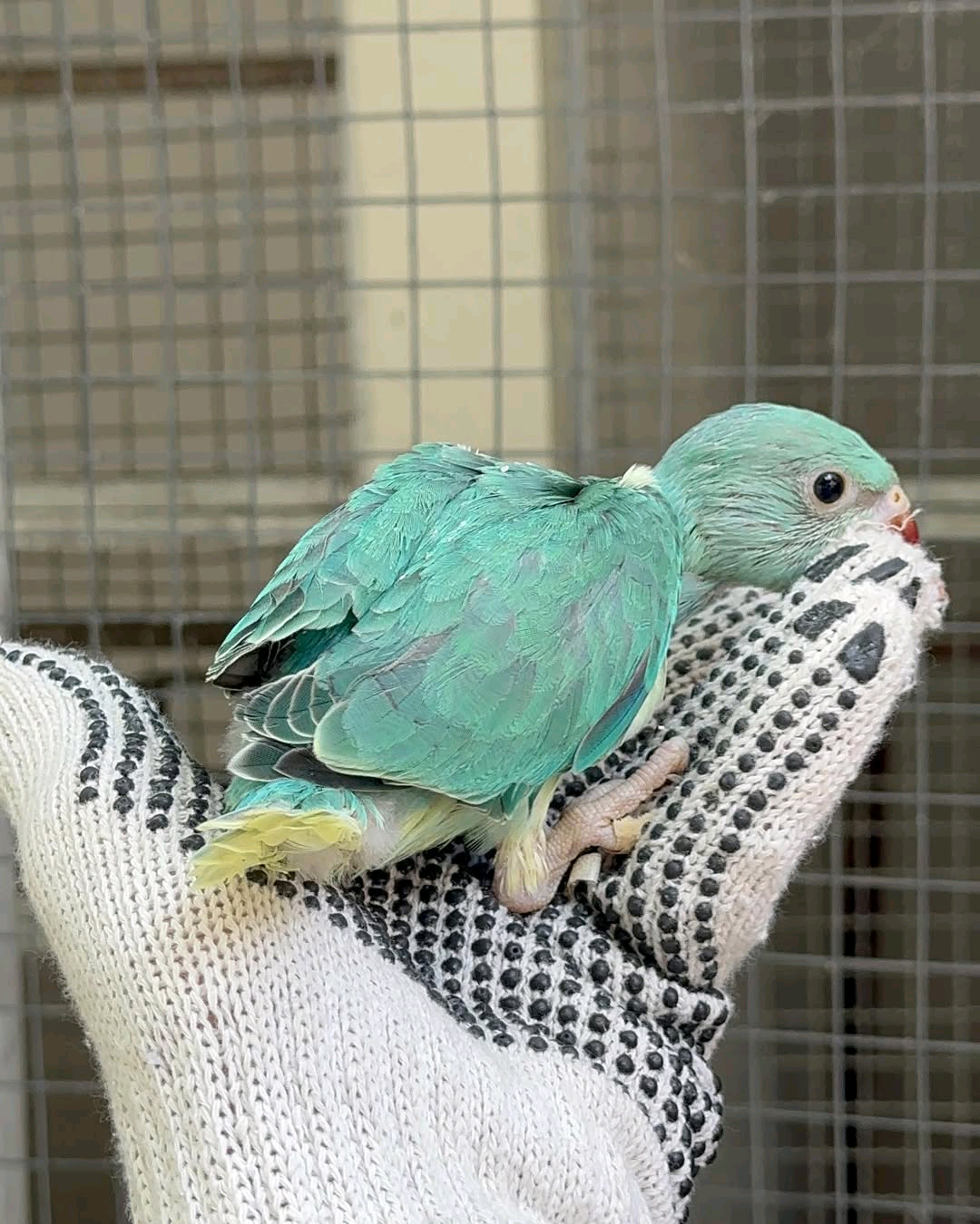 (A) India Ringneck parrot