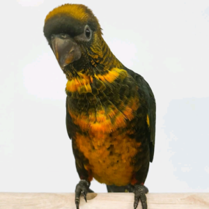 Yellow Dusky Lory