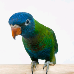 Jade Rainbow Lorikeet