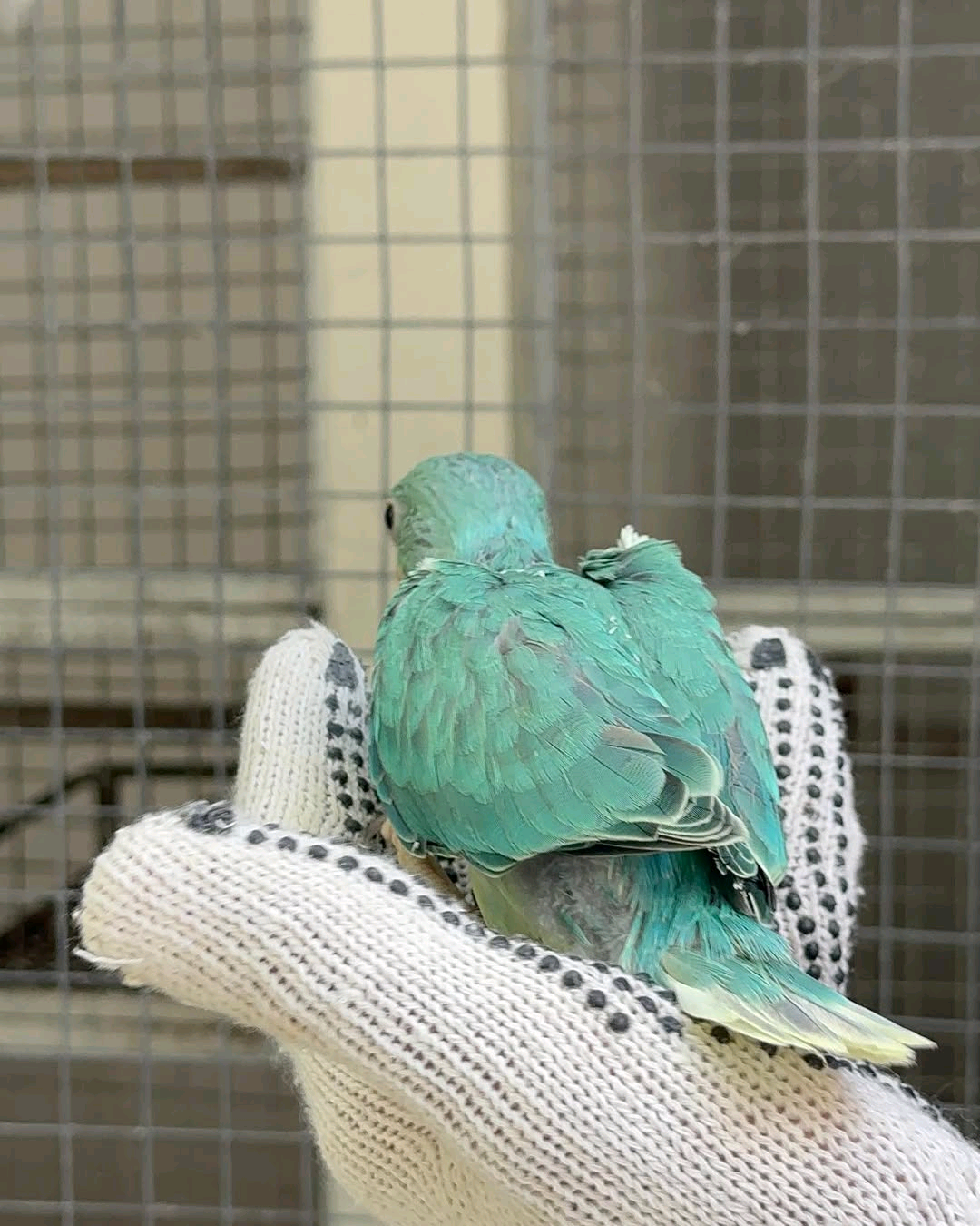 (A) India Ringneck parrot - Image 5